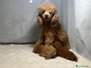 Barboncino Toy cani Cuccioli barboncino toy rosso - Annuncio 1