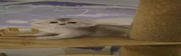 Scottish gatti in vendita: Scottish  - Annuncio 11