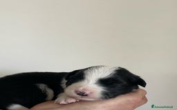 Bearded Collie cani in vendita: Cuccioli Border Collie cercano Famiglia a Provincia di Treviso - Immagine 11