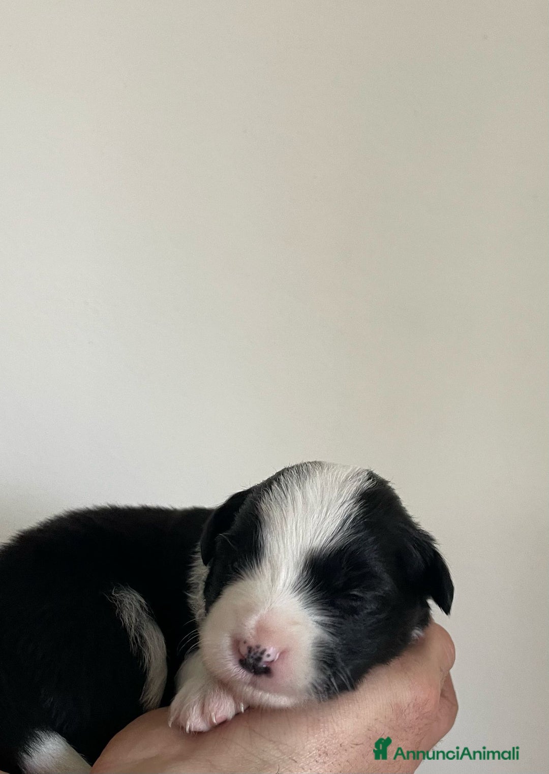 Bearded Collie cani in vendita: Cuccioli Border Collie cercano Famiglia a Provincia di Treviso - Immagine 11