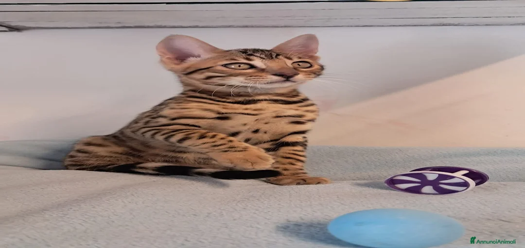 Immagine della galleria {{count}}