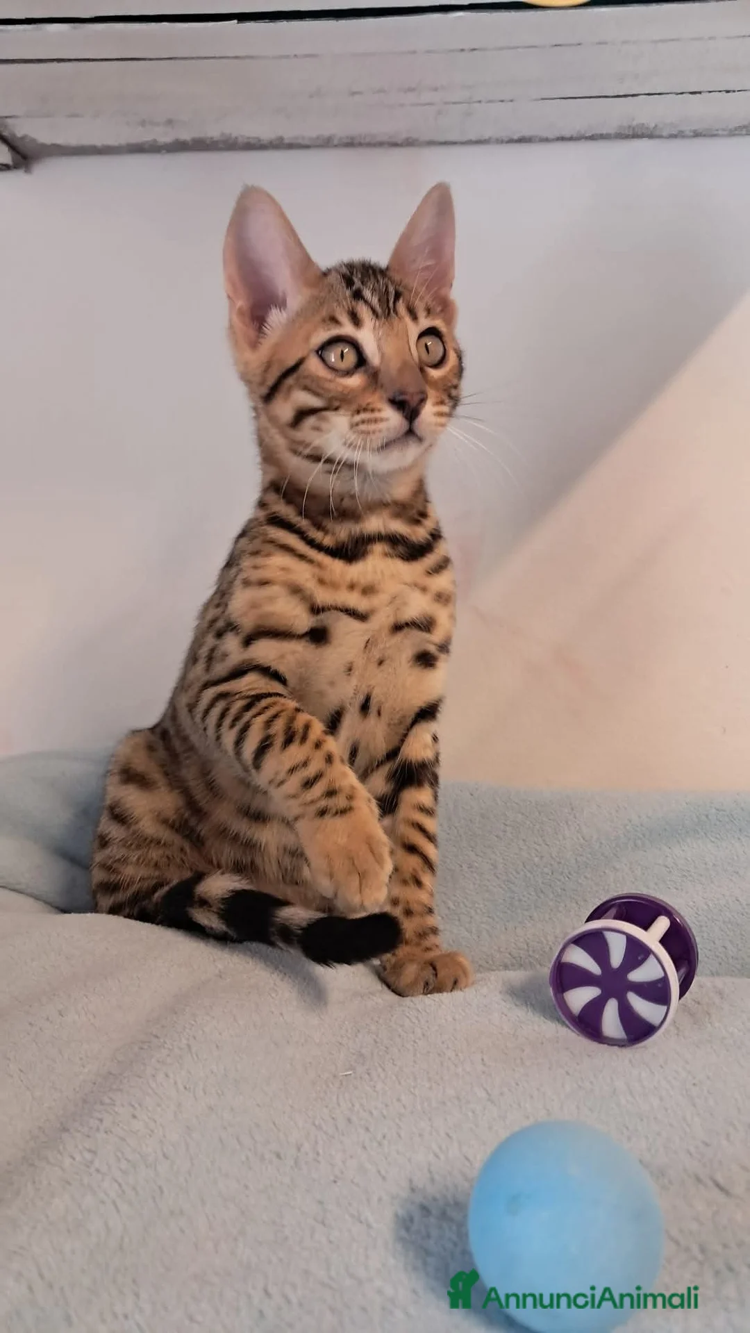 Immagine della galleria {{count}}