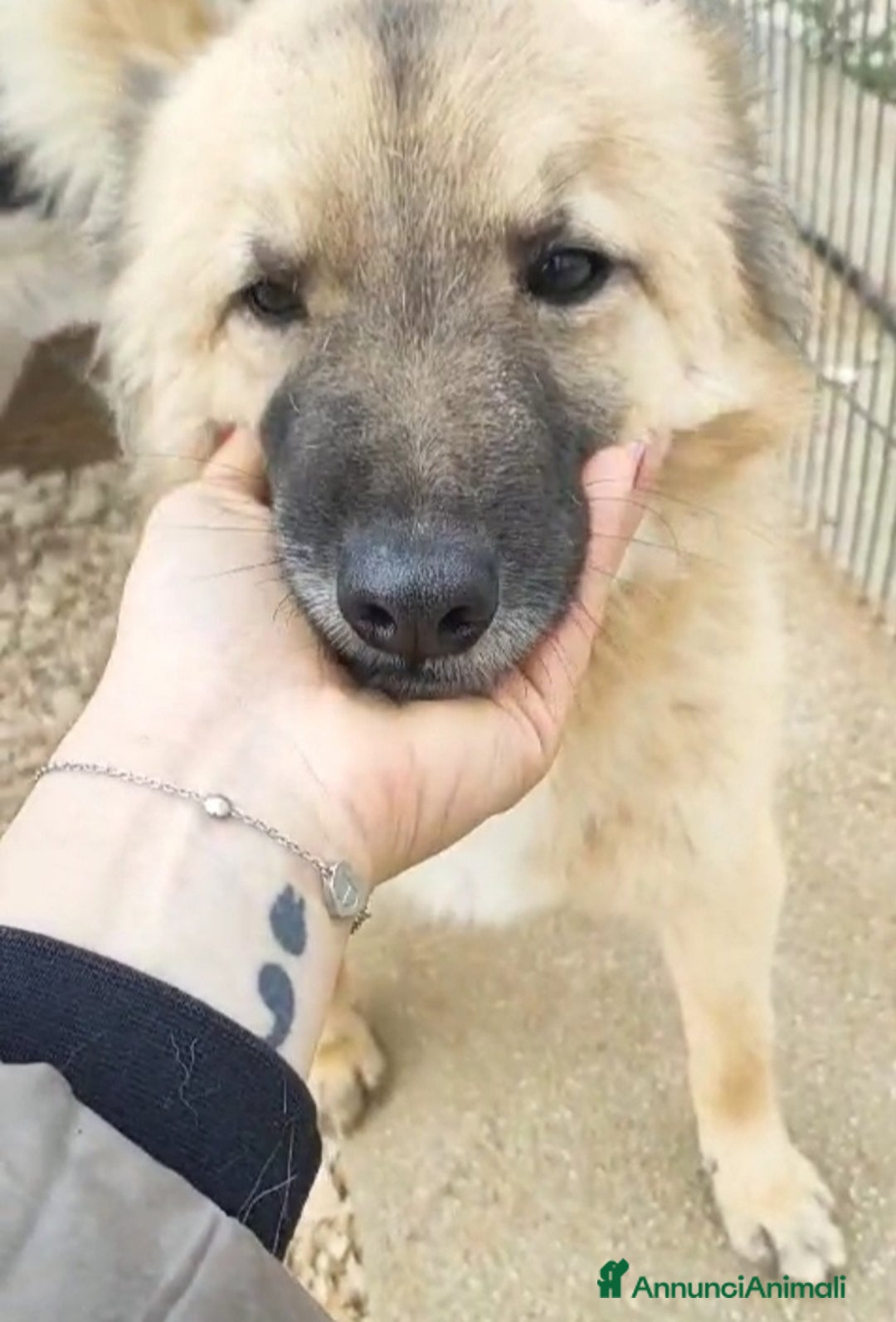 Meticcio cani in regalo: Brando/Ennio 3anni da cuccioli in box Prov.BARI a Città metropolitana di Milano - Annuncio 3