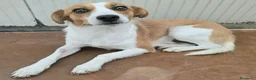 Meticcio cani in regalo: Pericle 2 anni Taglia piccola  a Provincia di Teramo - Annuncio 1
