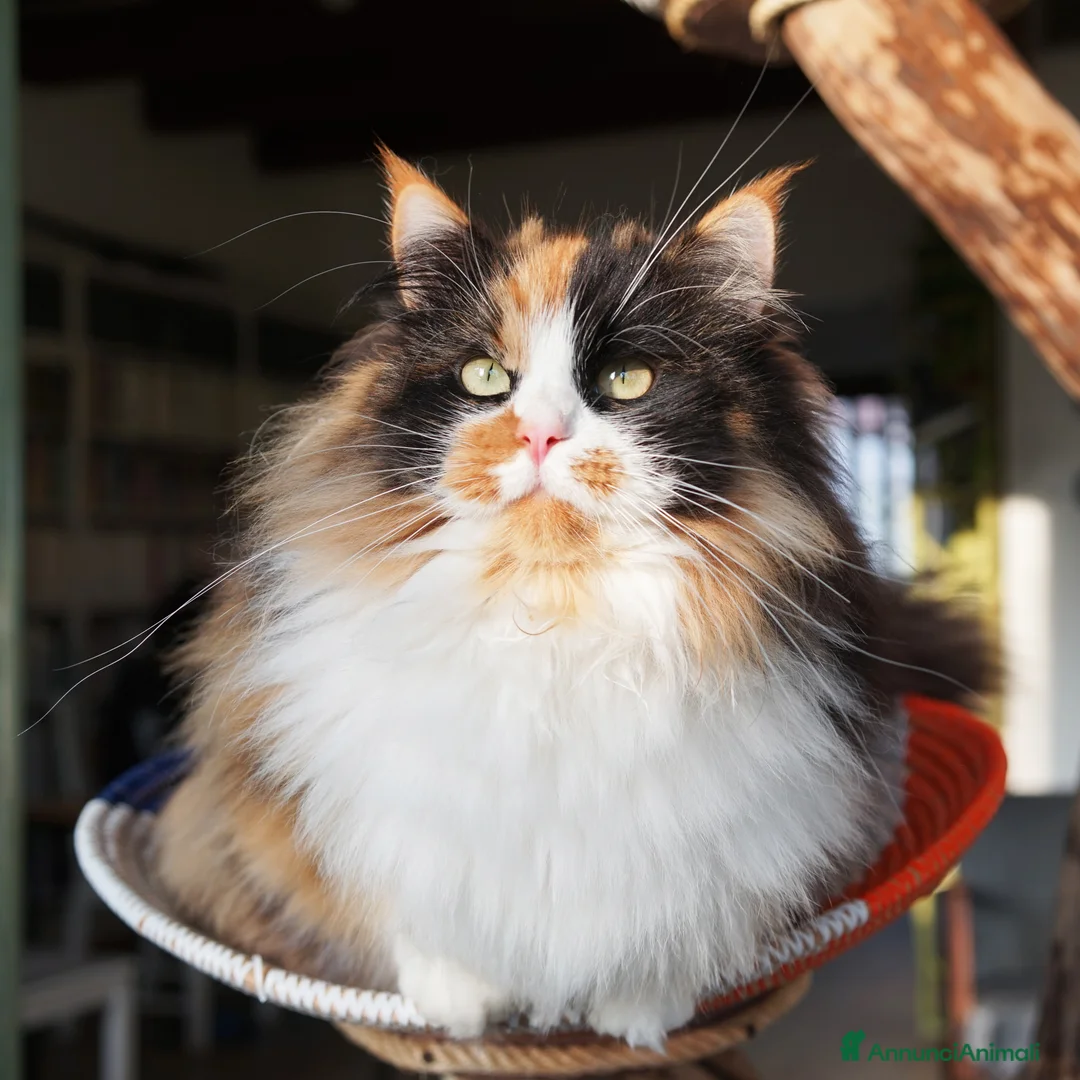 Immagine della galleria {{count}}