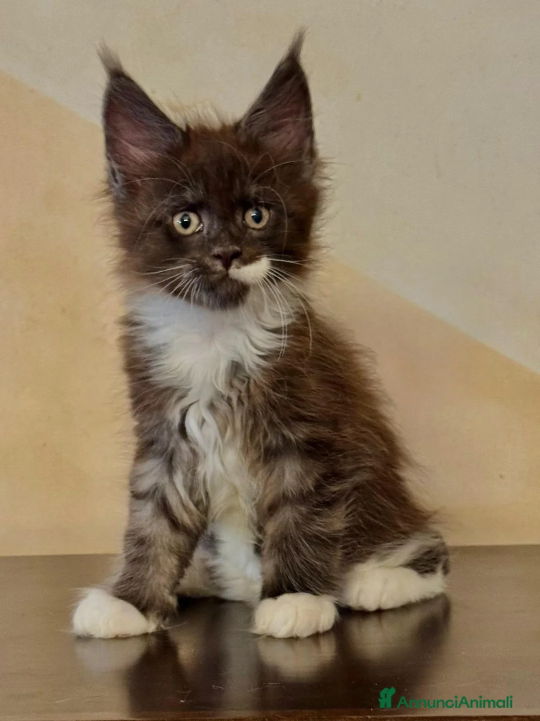 Maine Coon gatti in vendita: Allevamento di Maine Coon GIANTS VIKING - Annuncio 2