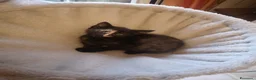 Europeo gatti in regalo: Sissi dolcissima micina tartarugata - Annuncio 1