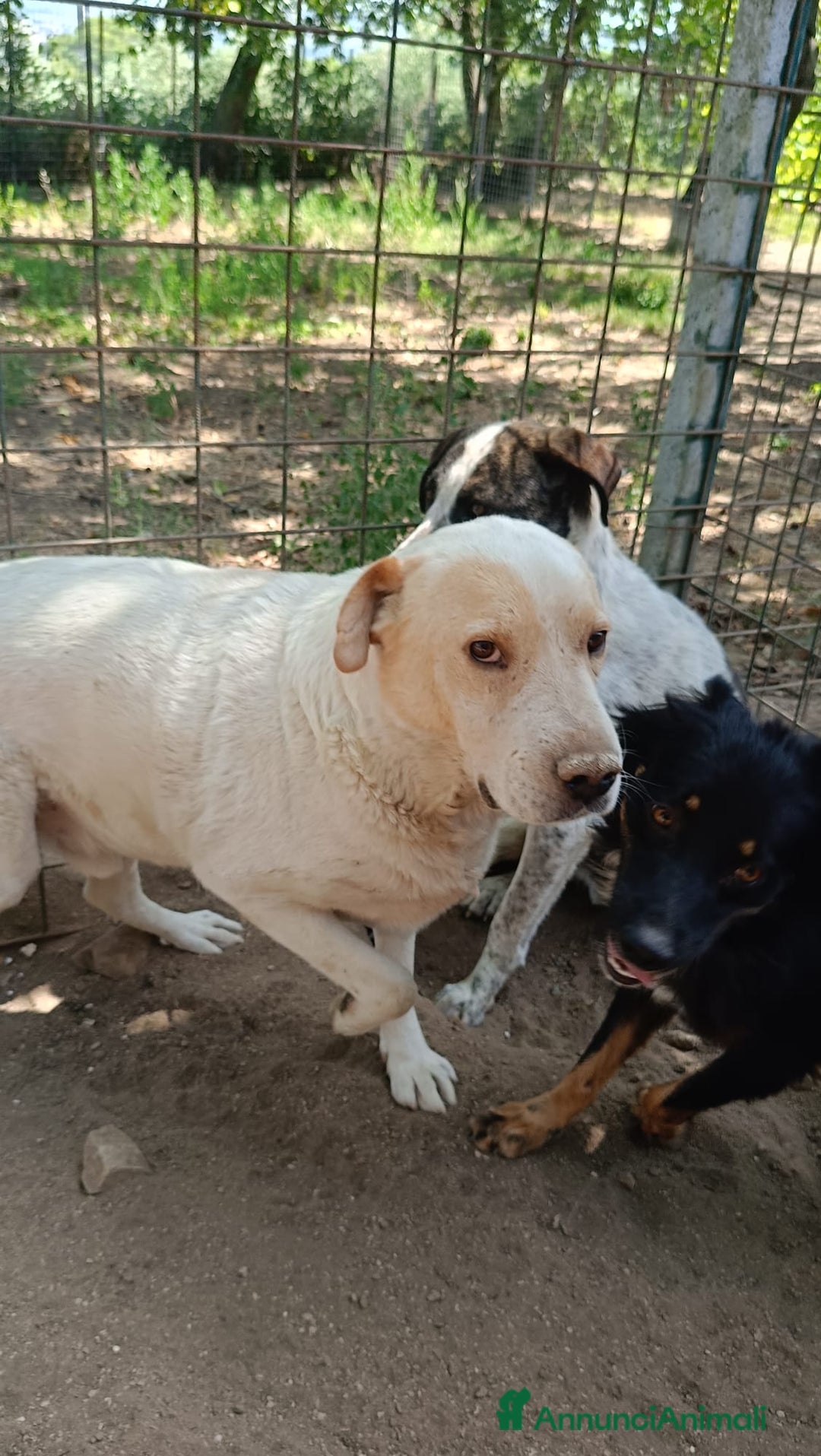 Labrador cani in regalo: OSVALDO  a Provincia di Avellino - Annuncio 9
