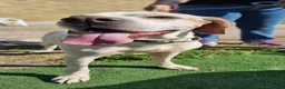 Pointer cani in regalo: LEVANTE🩷una pointer inglese da innamorarsi subito a Provincia di Pavia - Annuncio 6