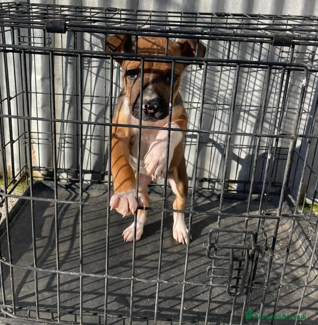 Meticcio cani in regalo: MI ADOTTI? a Città metropolitana di Roma Capitale - Annuncio 2