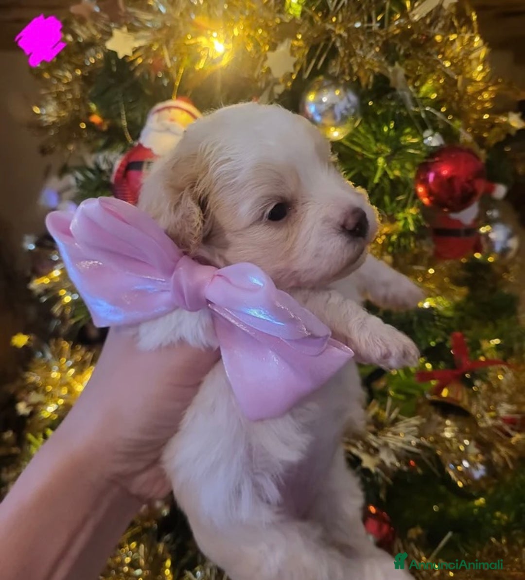 Meticcio cani in vendita: Cuccioli Toy Maltipoo - Annuncio 1