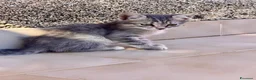 Meticcio gatti in regalo: 2 bellissime gattine Sciacca/Ribera - Annuncio 3