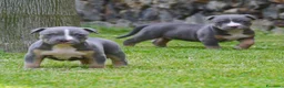 Pitbull cani in vendita: American pitbull terrier ukc  a Città metropolitana di Catania - Annuncio 4