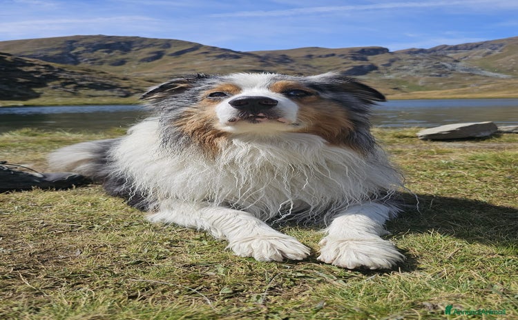 Australian Shepherd cani X Monta - Pastore Australiano Blue Merle Pedigree - Annuncio 9