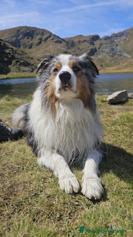 Nome Personalizzato Personalizzato Cane Da Pastore Australiano Segno Di Metallo Arte | Cartello In Metallo Per Cani Da Pastore Australiano Personalizzato | Regalo Per Cani | Regalo Di Compleanno - Foto 3