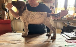 Bracco cani in vendita: cuccioli di bracco italiano a Provincia di Biella - Immagine 15
