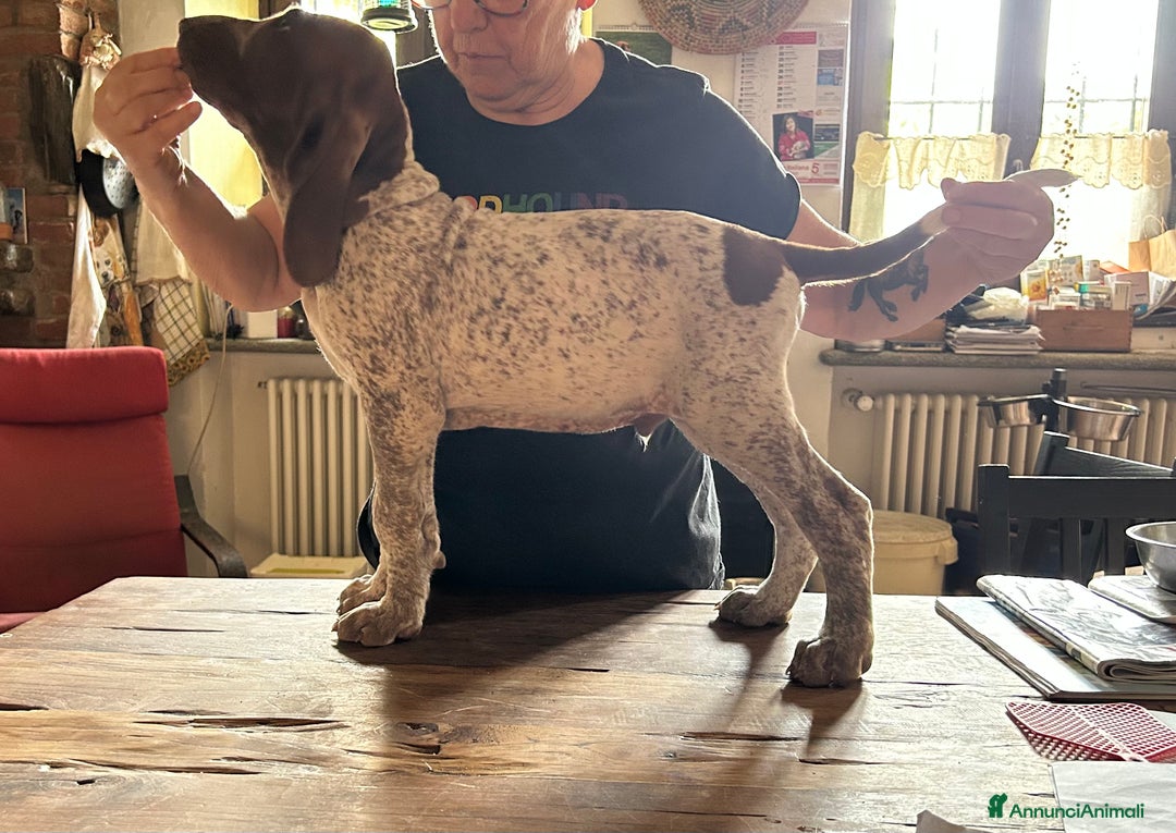 Bracco cani in vendita: cuccioli di bracco italiano a Provincia di Biella - Immagine 15