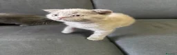 British gatti in vendita: Bellissimi gattini cercano una mamma e un papà - Annuncio 2