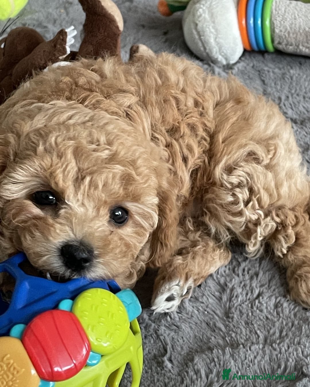 Barboncino cani in vendita: Cuccioli di Barboncino - Annuncio 4