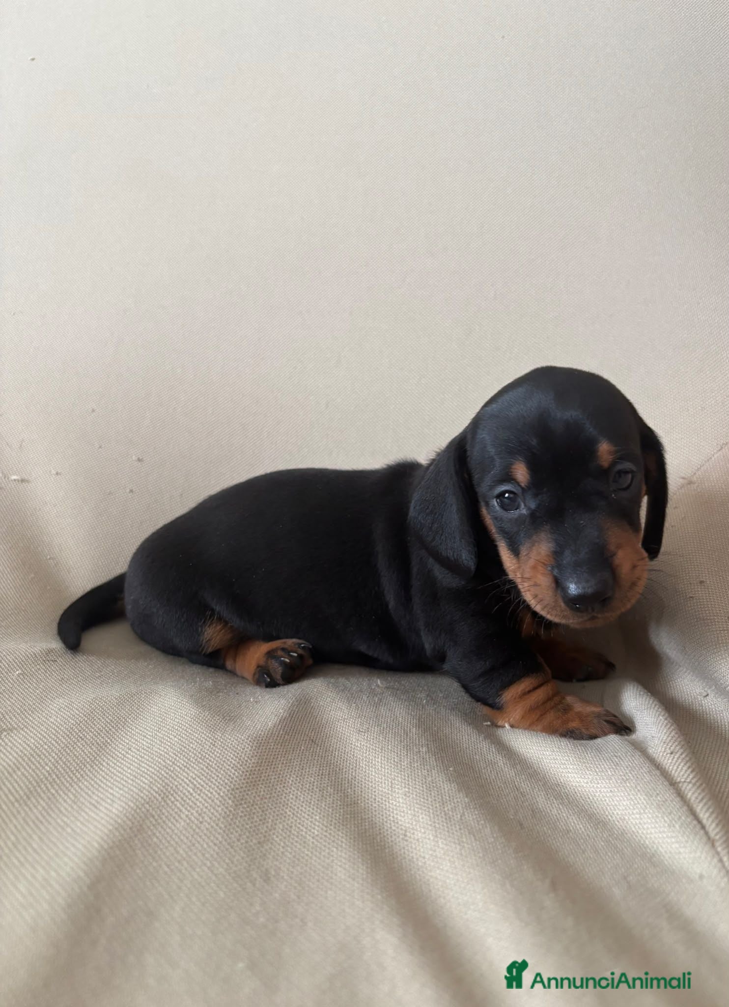 Bassotto cani Bassotto tedesco maschio nero fogato  - Annuncio 16