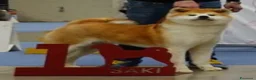 Akita Inu cani in vendita: Ultima Meravigliosa cucciola fulva  - Annuncio 9