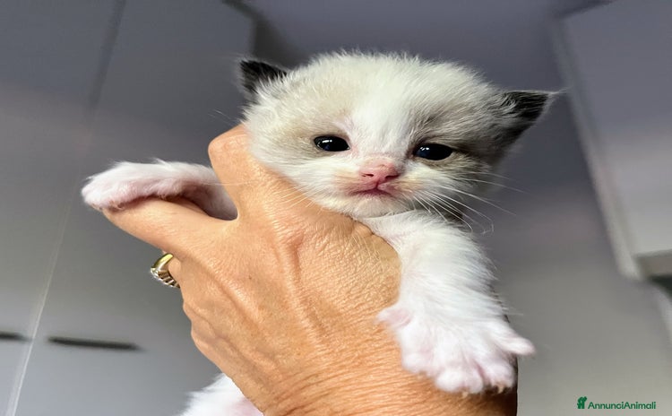Ragdoll gatti a Città metropolitana di Milano - Annuncio 4