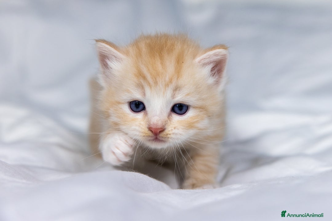 Siberiano gatti in vendita: Splendidi cuccioli gatto siberiano disponibili a Città Metropolitana di Torino - Immagine 1