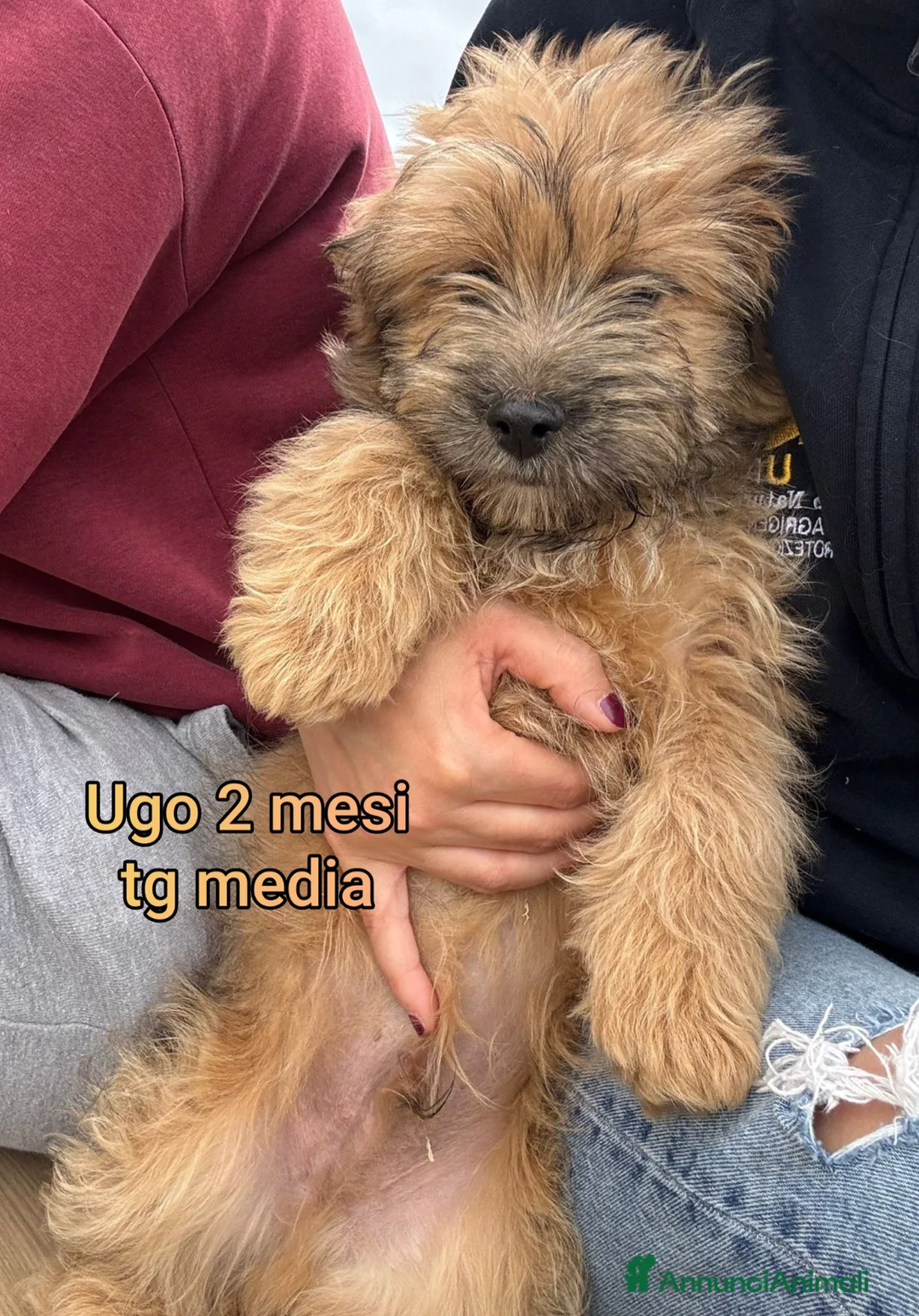 Meticcio cani in regalo: TROPPI CUCCIOLI SOLI IN RIFUGIO  a Provincia di Verona - Annuncio 9