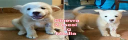 Meticcio cani in regalo: CUCCIOLI SOLI ED ESCLUSI  a Città Metropolitana di Genova - Annuncio 2