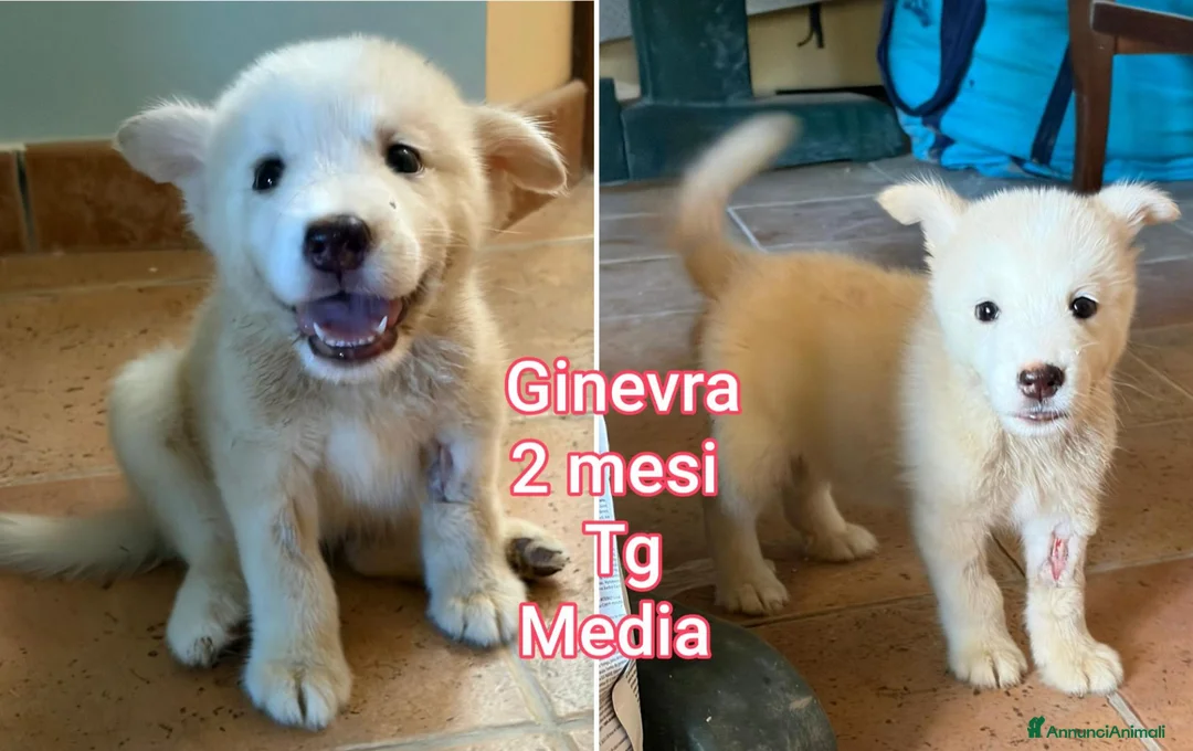 Meticcio cani in regalo: CUCCIOLI SOLI ED ESCLUSI  a Città Metropolitana di Genova - Annuncio 2
