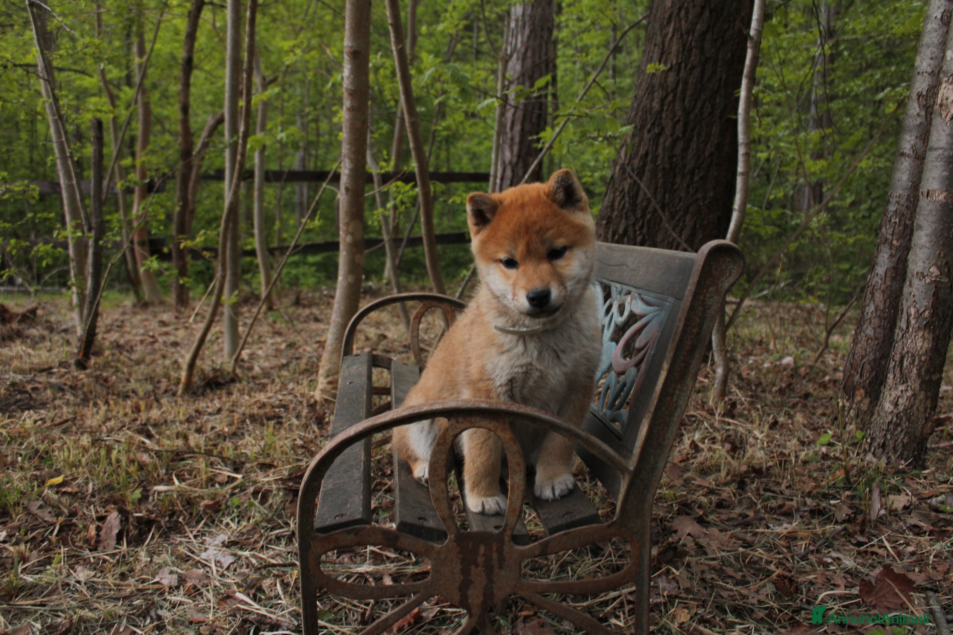 Shiba Inu cani Shiba inu cucciole con pedigree  - Annuncio 2