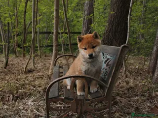 Shiba Inu cani Shiba inu cucciole con pedigree - Annuncio 2