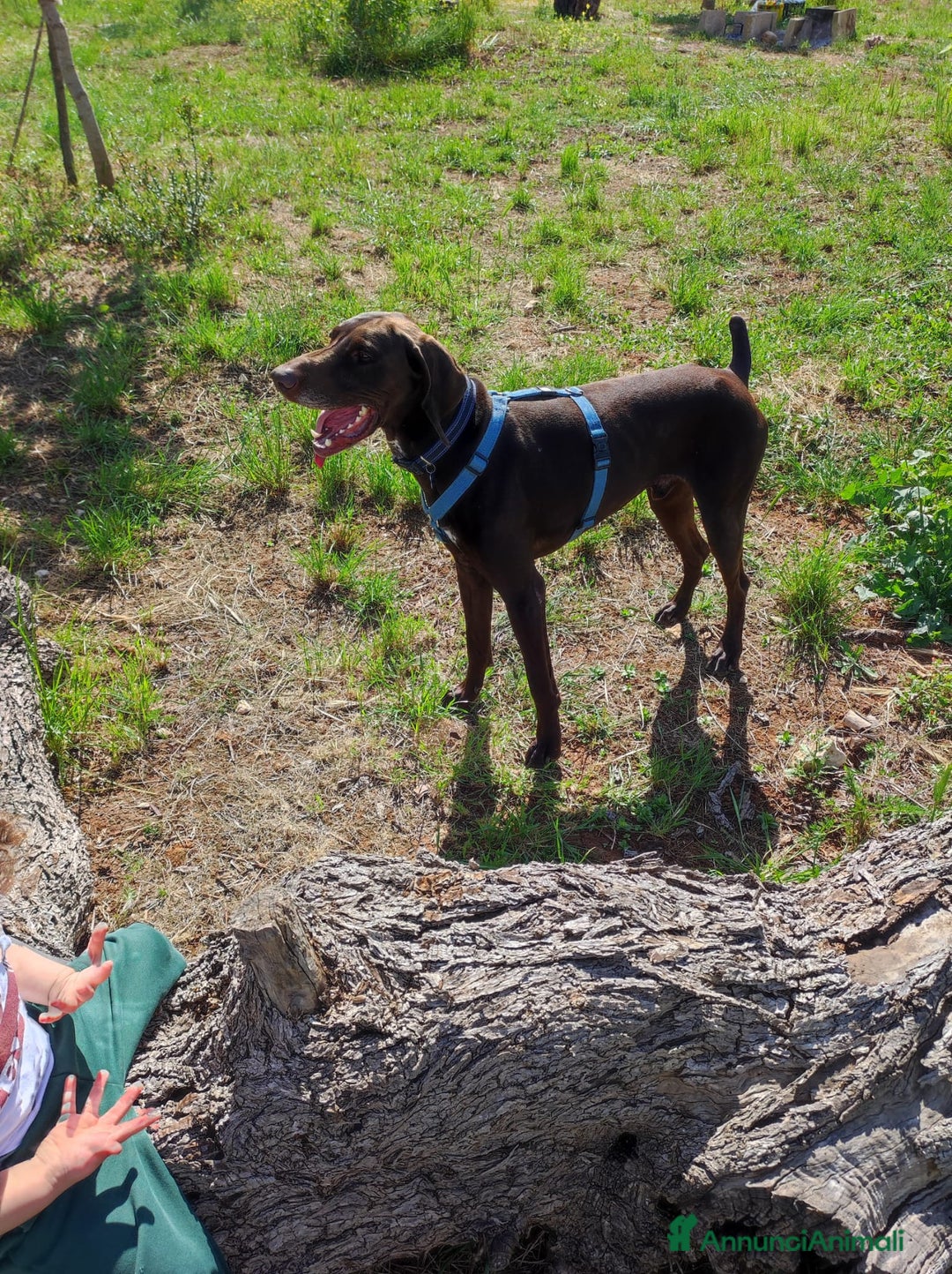 Bracco cani per accoppiamento: BRACCO TEDESCO PER MONTA - Annuncio 5