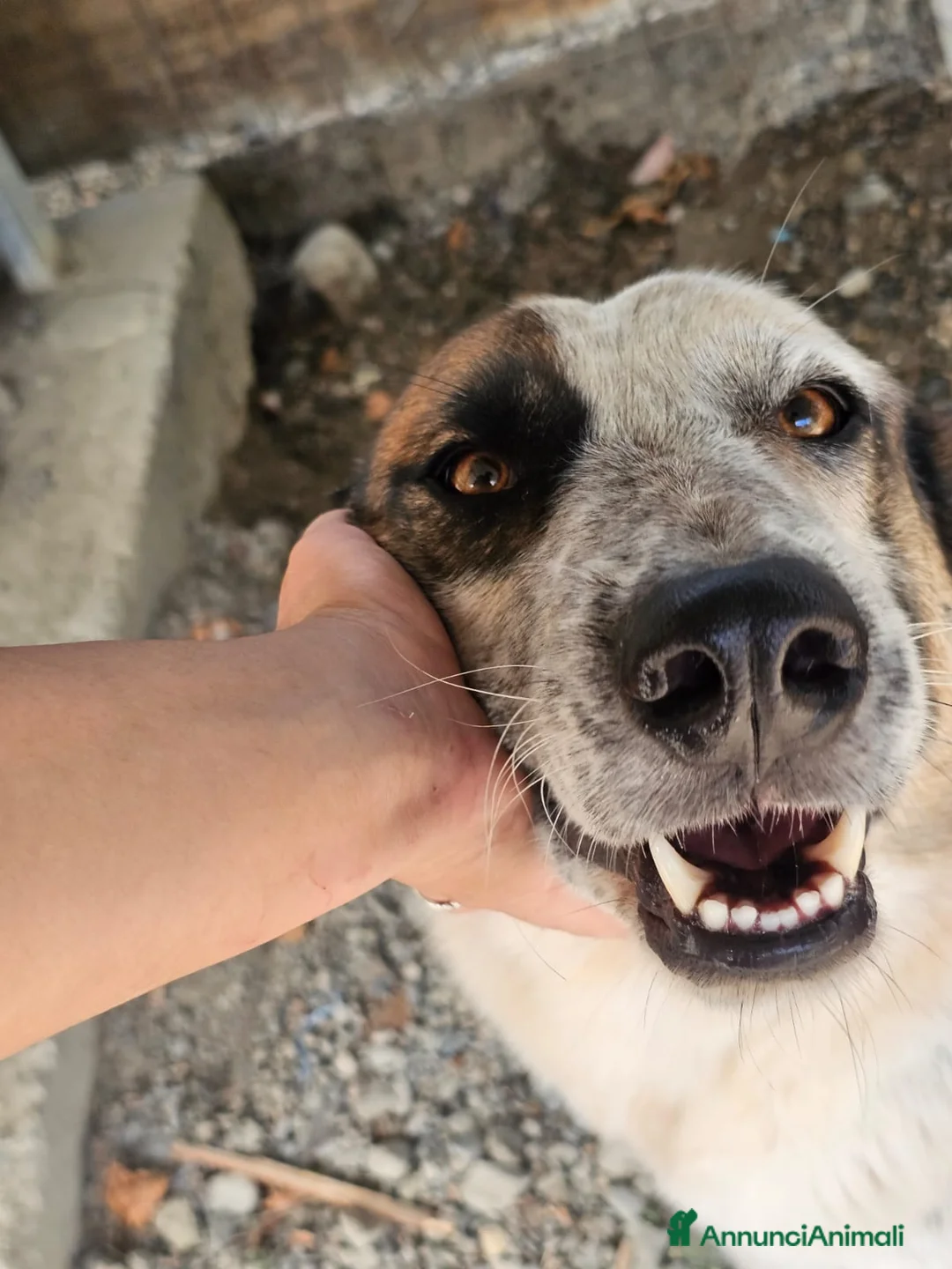 Meticcio cani in regalo: Spike un gigante dal cuore tenero - Annuncio 5