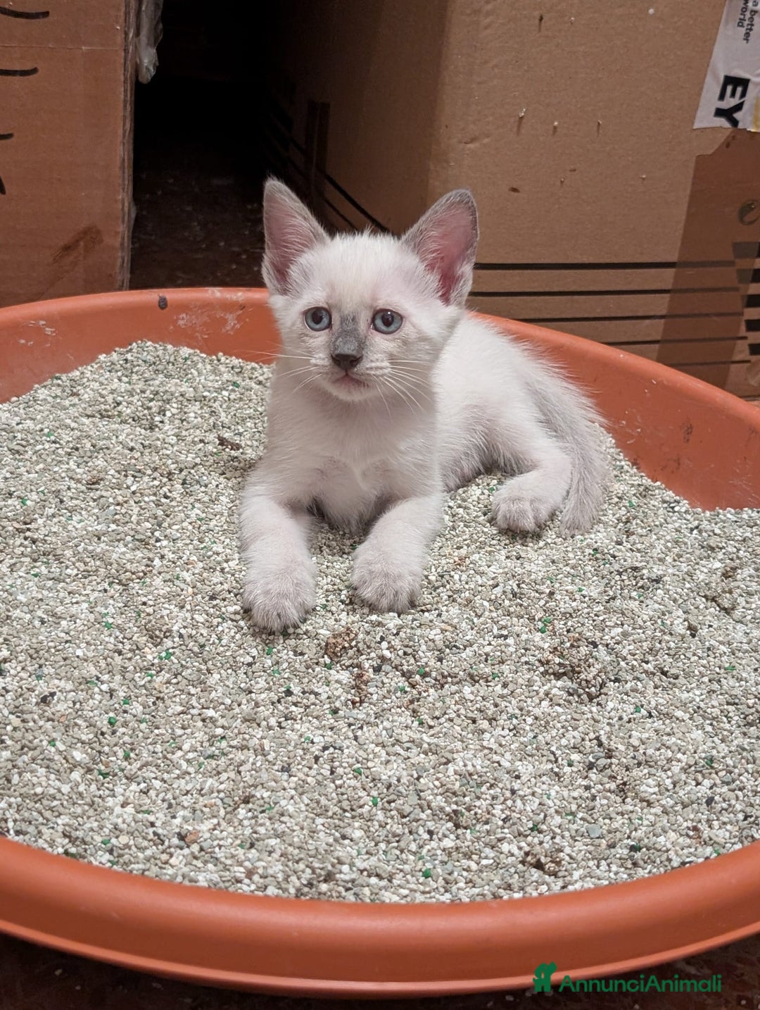 Siamese gatti in vendita: CUCCIOLA FEMMINA DI SIAMESE BLUE POINT - Annuncio 6