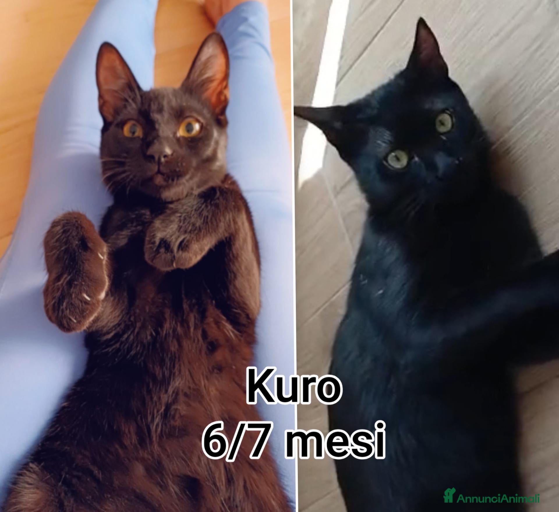 Europeo gatti GATTINI BISOGNOSI IN CERCA D'AMORE  - Annuncio 10