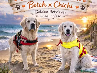 Golden Retriever cani Golden Retriever linea inglese - Annuncio 1