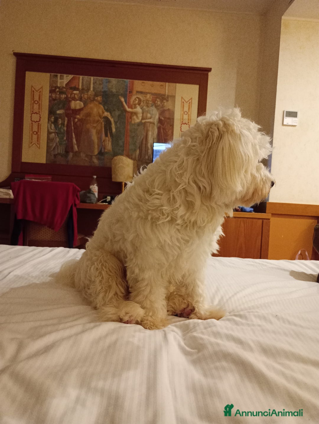 Maltese cani in vendita: Maltese  - Annuncio 1