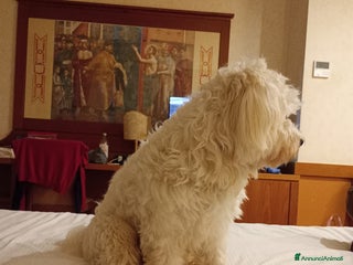 Maltese cani Maltese - Annuncio 1