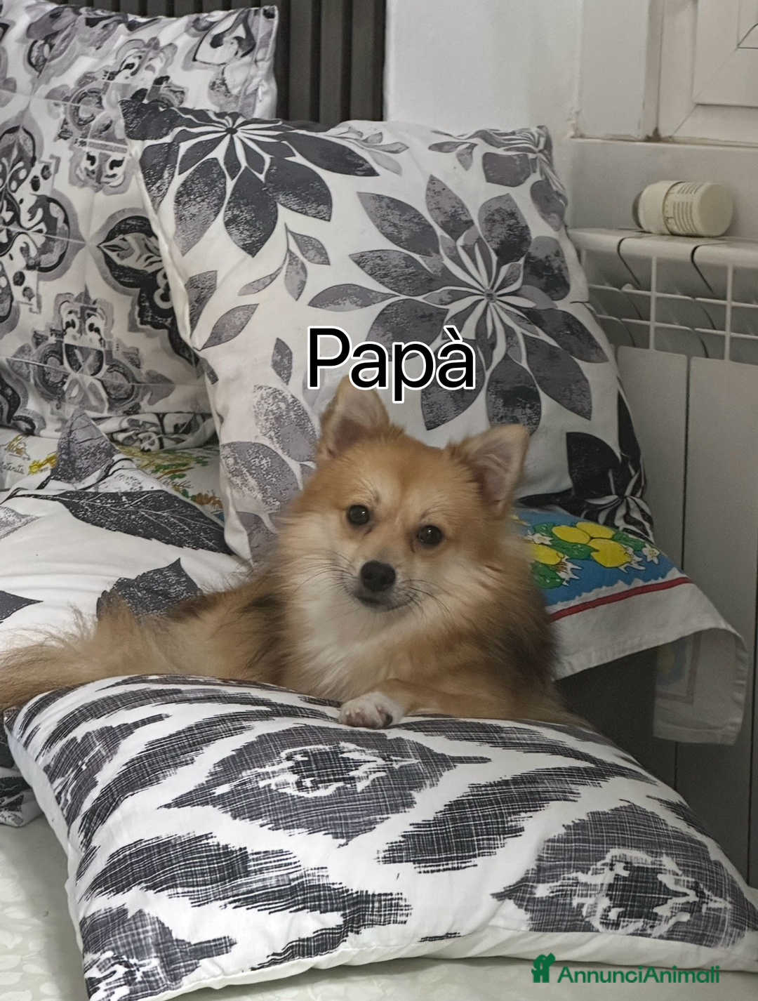 Volpino Pomerania cani in vendita: Cucciolo di Spitz  - Annuncio 6