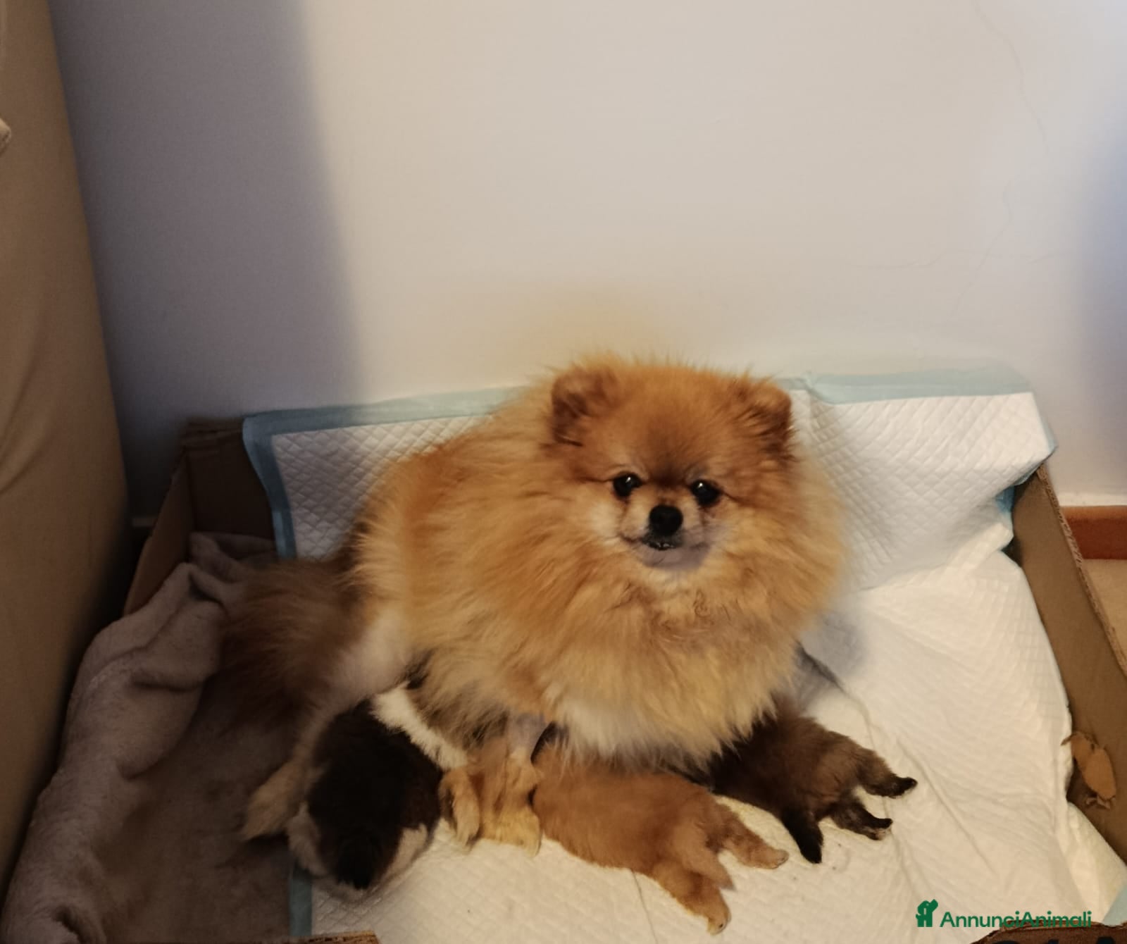 Spitz cani spitz tedesco nano - Annuncio 1