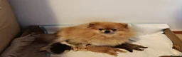 Spitz cani in vendita: spitz tedesco nano a Città metropolitana di Milano - Annuncio 1