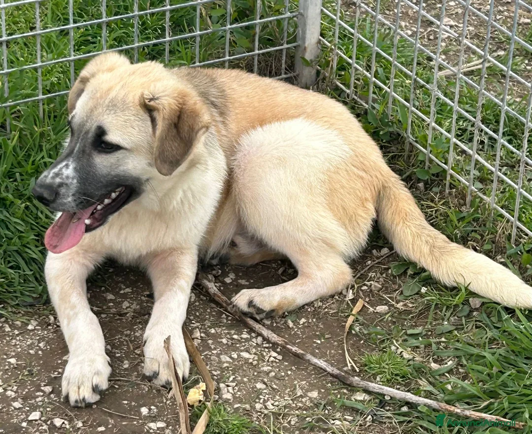 Meticcio cani in regalo: Incrocio (JOY) - Annuncio 5