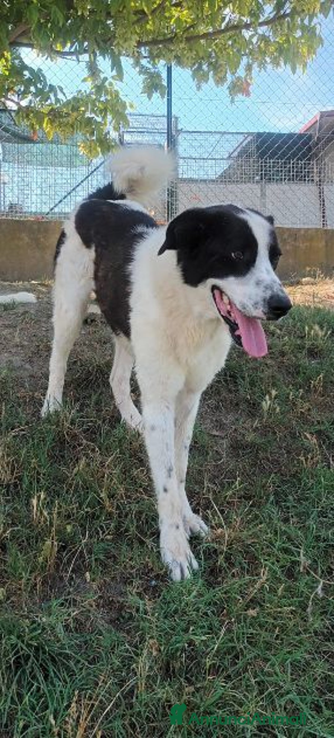 Meticcio cani in regalo: BRANDO e LASSIE sempre insieme! Giovani - Annuncio 3