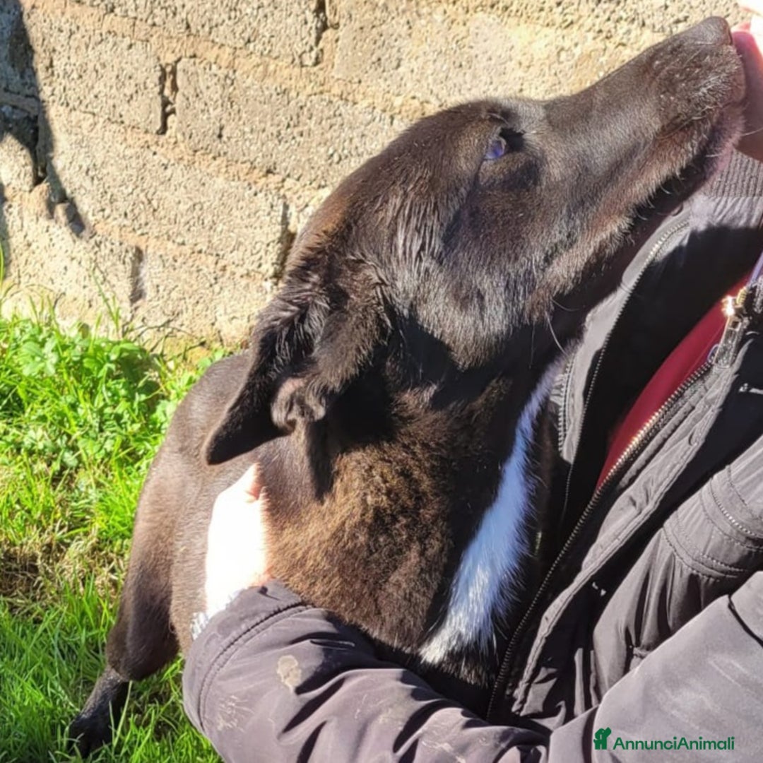 Meticcio cani in regalo: BIBBI' il cagnolino rubacuori💜 - Annuncio 3