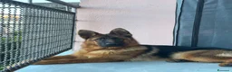 Pastore Tedesco cani in vendita: Cedesi cucciola Pastore tedesco - Annuncio 5