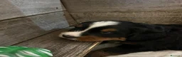 Bovaro del Bernese cani in vendita: Cucciola bovaro del bernese  - Annuncio 8