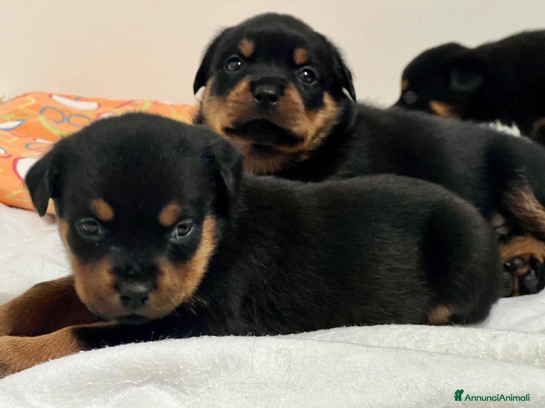 Rottweiler cani in vendita: ROTTWEILER CUCCIOLI MASCHI - Annuncio 5