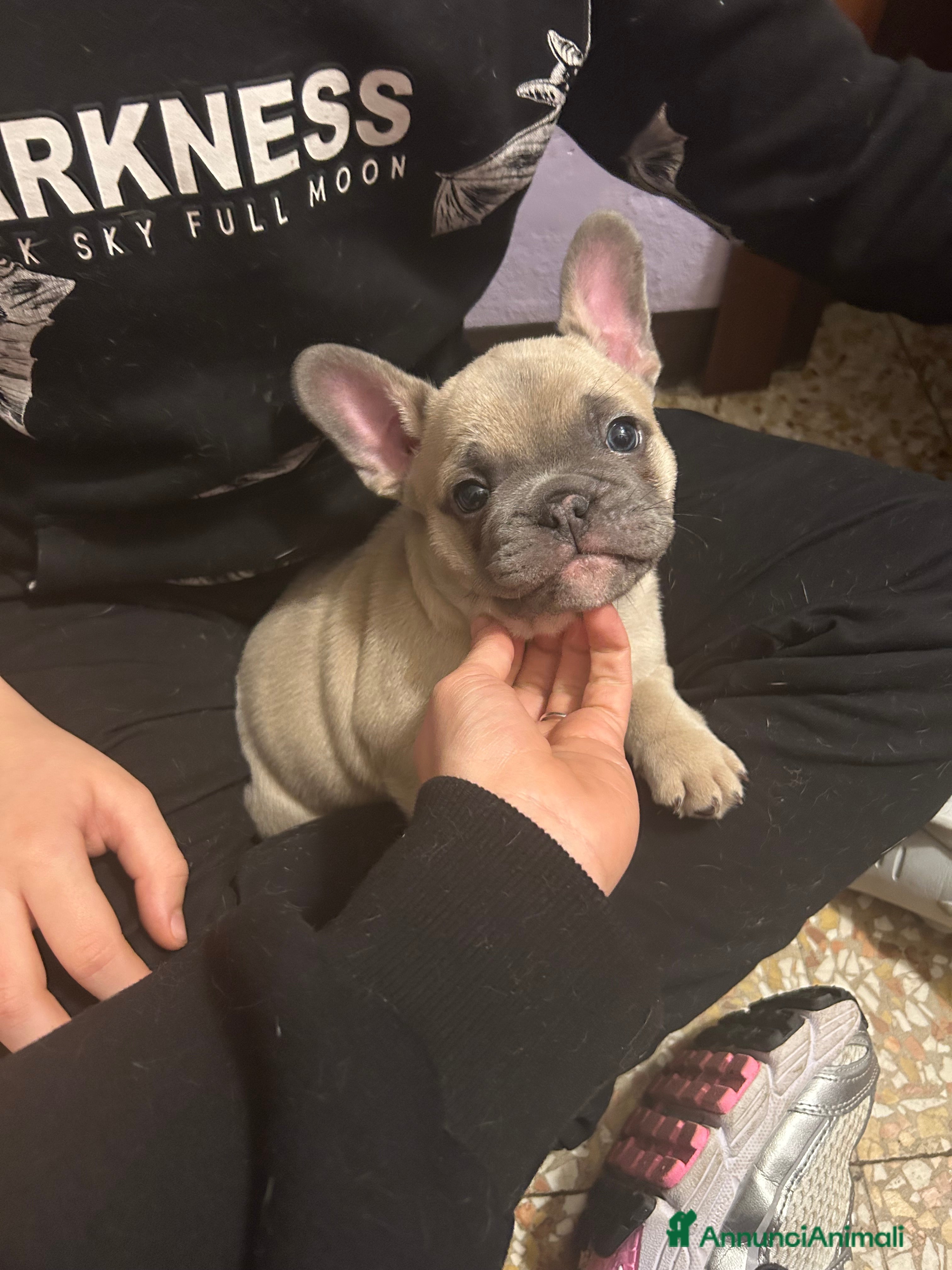 Bulldog Francese cani Bulldog Francese Blue  - Annuncio 3