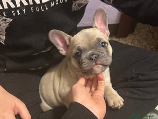 Bulldog Francese cani Bulldog Francese Blue - Annuncio 15